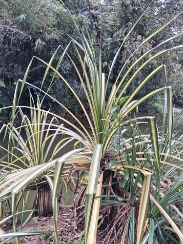 Pandanus tectorius observed 2026-10-22