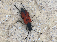 Anastrangalia laetifica