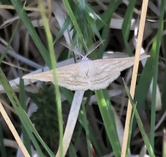 Perconia strigillaria