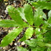 Davidsonia johnsonii - Photo John Moss, sin restricciones conocidas de derechos (dominio publico)