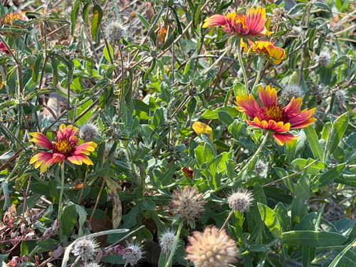 Gaillardia pulchella observed 2026-10-24