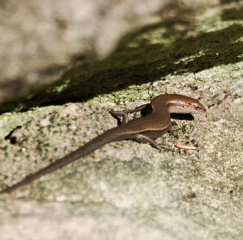 Lampropholis delicata observed 2026-10-25