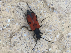 Anastrangalia laetifica