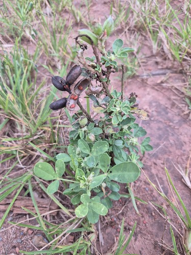 Crotalaria goreensis observed 2026-10-23
