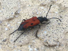 Anastrangalia laetifica