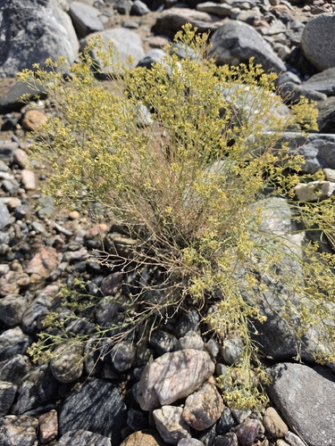 sticky snakeweed