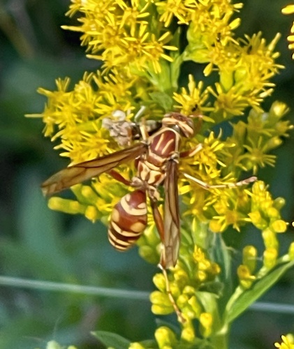 Apache Paper Wasp