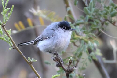 Black-tailed Gnatcatcher