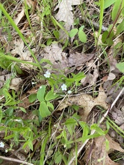 Moehringia