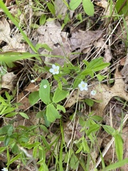 Moehringia
