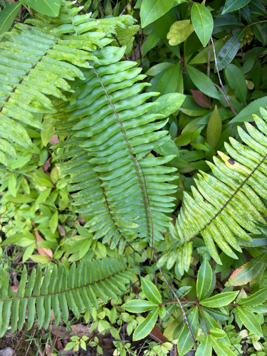Nephrolepis brownii observed 2026-10-24