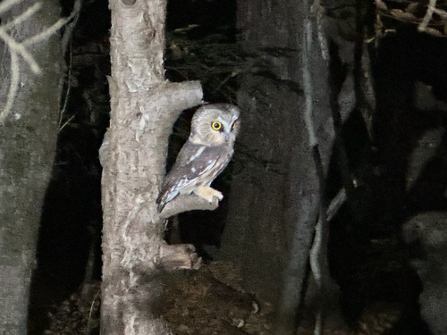 Aegolius acadicus observed 2026-10-24