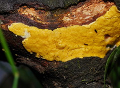 Trichoderma victoriense