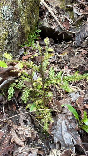 Dacrycarpus dacrydioides observed 2026-10-25