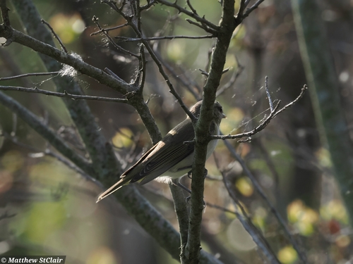 Eastern Warbling Vireo