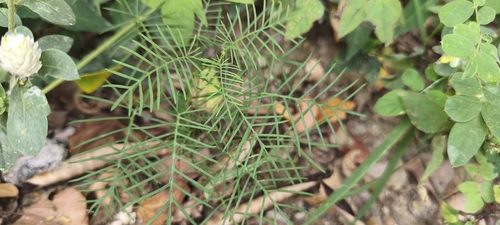 Ipomoea quamoclit observed 2026-10-24