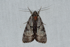 Catocala andromedae