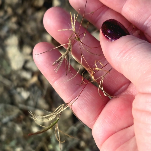 Epilobium brachycarpum, 2026-10-21