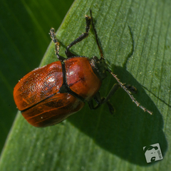 Cryptocephalus coryli