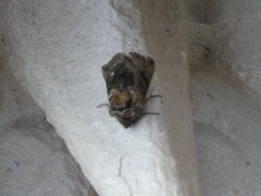 Abrostola tripartita
