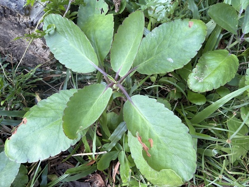 Kalanchoe pinnata observed 2026-10-25