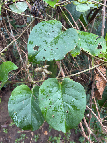 Anredera cordifolia observed 2026-10-25