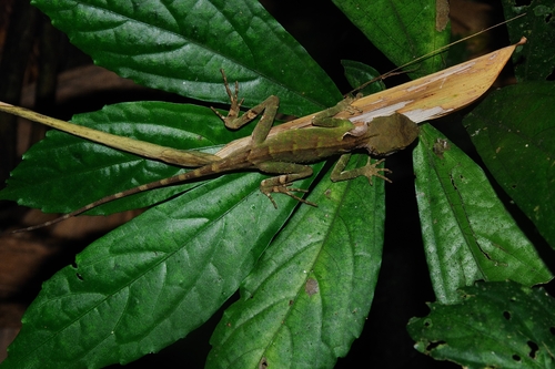 Acanthosaura, 2026-10-24