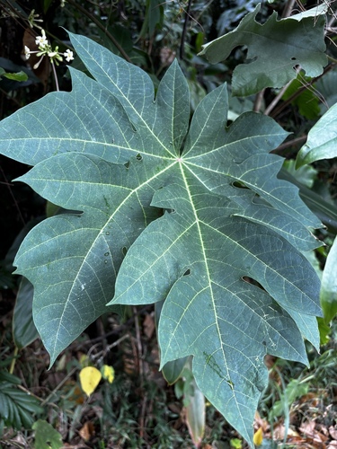 Carica papaya observed 2026-10-25