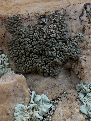 Chiseled Sunken Disk Lichen