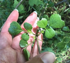 Fraxinus dipetala