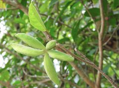 Sterculia lanceolata