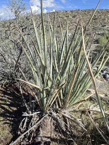 blue yucca