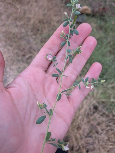 Acmispon americanus observed 2026-10-21