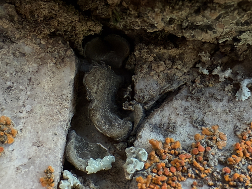 Leather Lichen