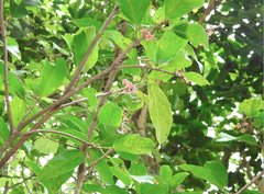 Sterculia lanceolata