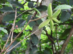 Sterculia lanceolata
