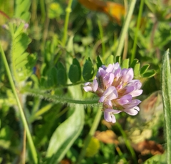 Astragalus echinatus