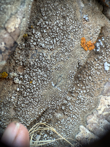 Chiseled Sunken Disk Lichen