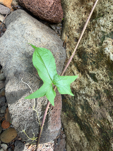 Ipomoea alba observed 2026-10-24