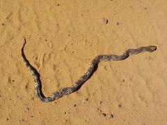 Pituophis melanoleucus