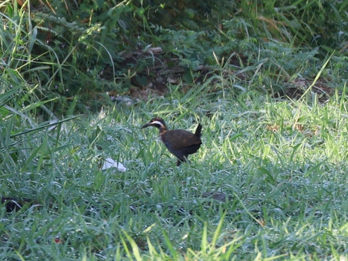 Gallirallus torquatus observed 2026-10-25
