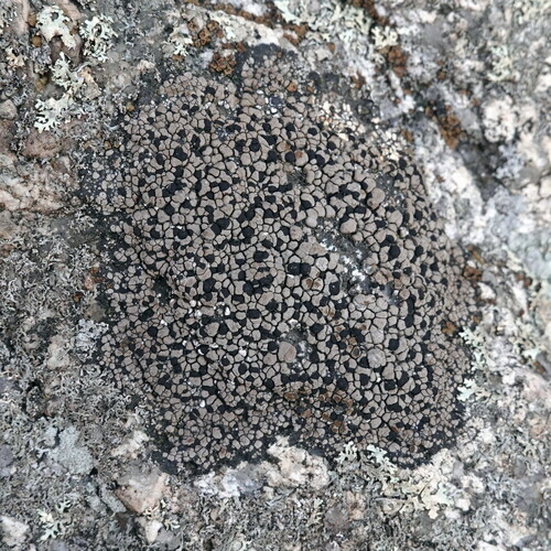 Rhizocarpon grande, 2026-10-24