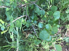 Fraxinus dipetala