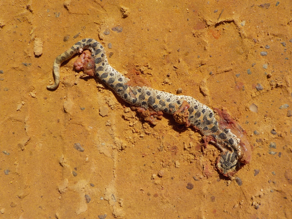 Southern Hognose Snake in October 2017 by fsherps. University of ...