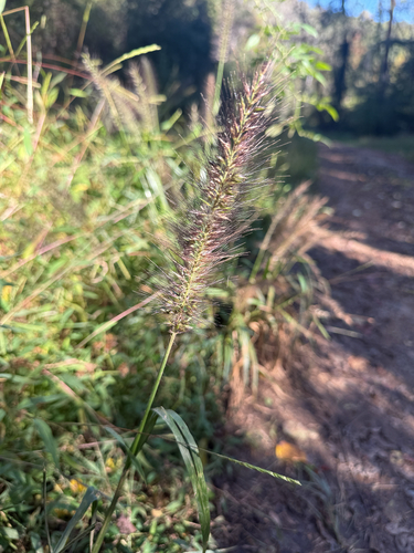 Cenchrus alopecuroides observed 2026-10-24