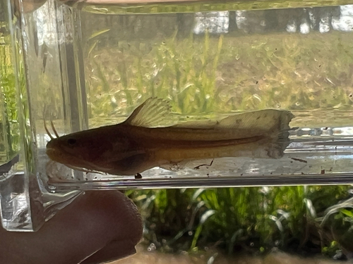 Tadpole Madtom