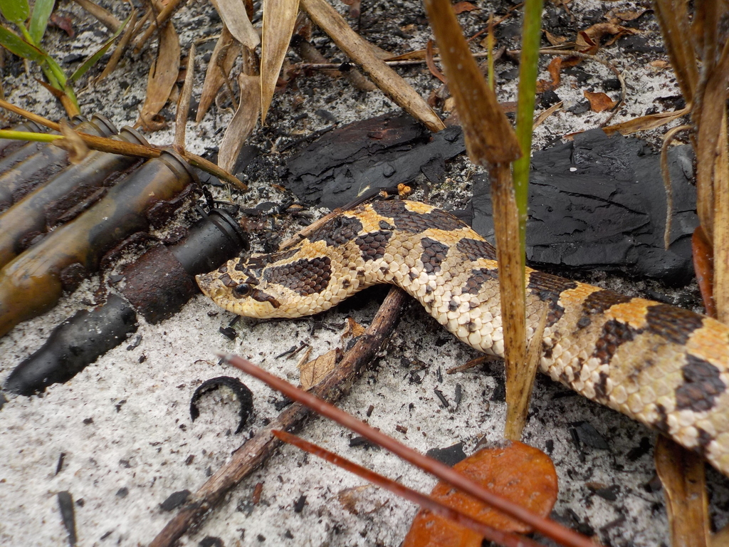 Southern Hognose Snake in October 2017 by fsherps. University of ...