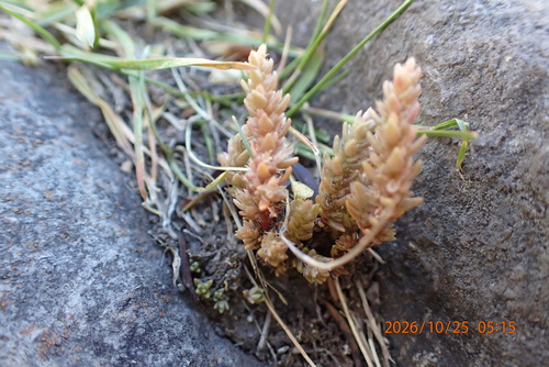 Crassula sieberiana observed 2026-10-25