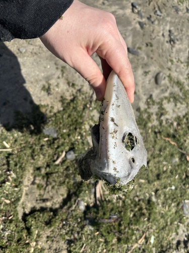 Mustelus observed 2026-10-18