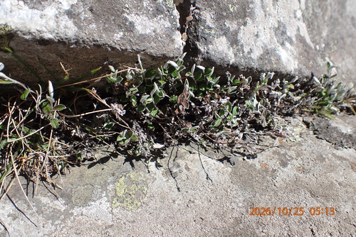 Helichrysum filicaule observed 2026-10-25
